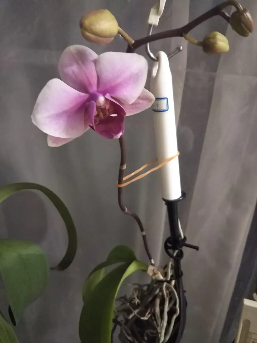 胡蝶蘭を植え込み材なしで育ててみる｜そだレポ（栽培レポート）by藤宮