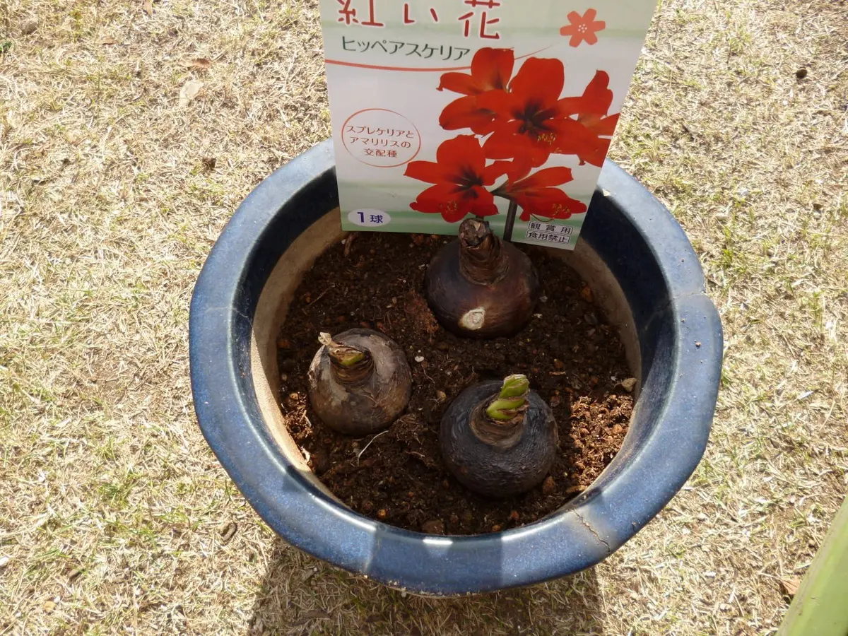 ヒッペアスケリア｜そだレポ（栽培レポート）byOz｜みんなの趣味の園芸