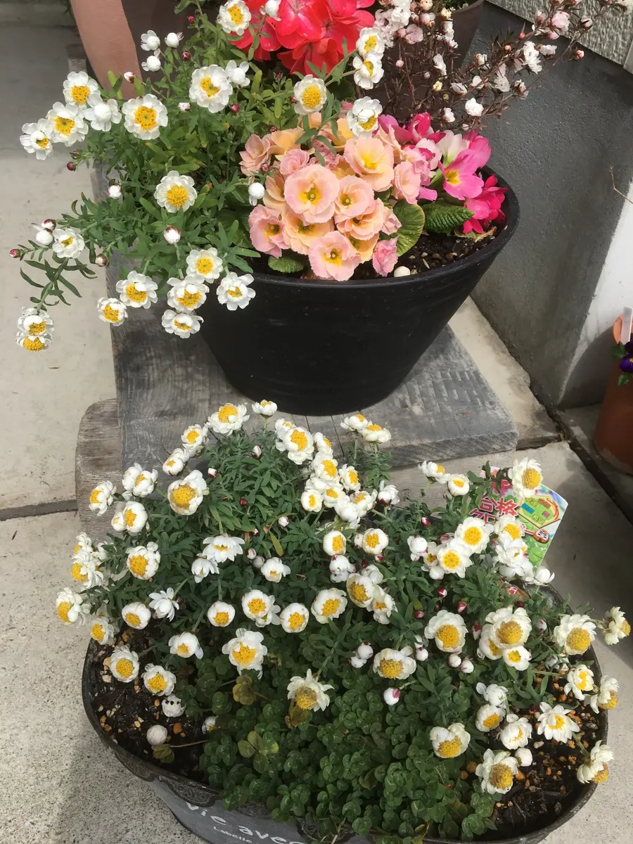 花かんざし｜そだレポ（栽培レポート）byコヤンイ｜みんなの趣味の園芸
