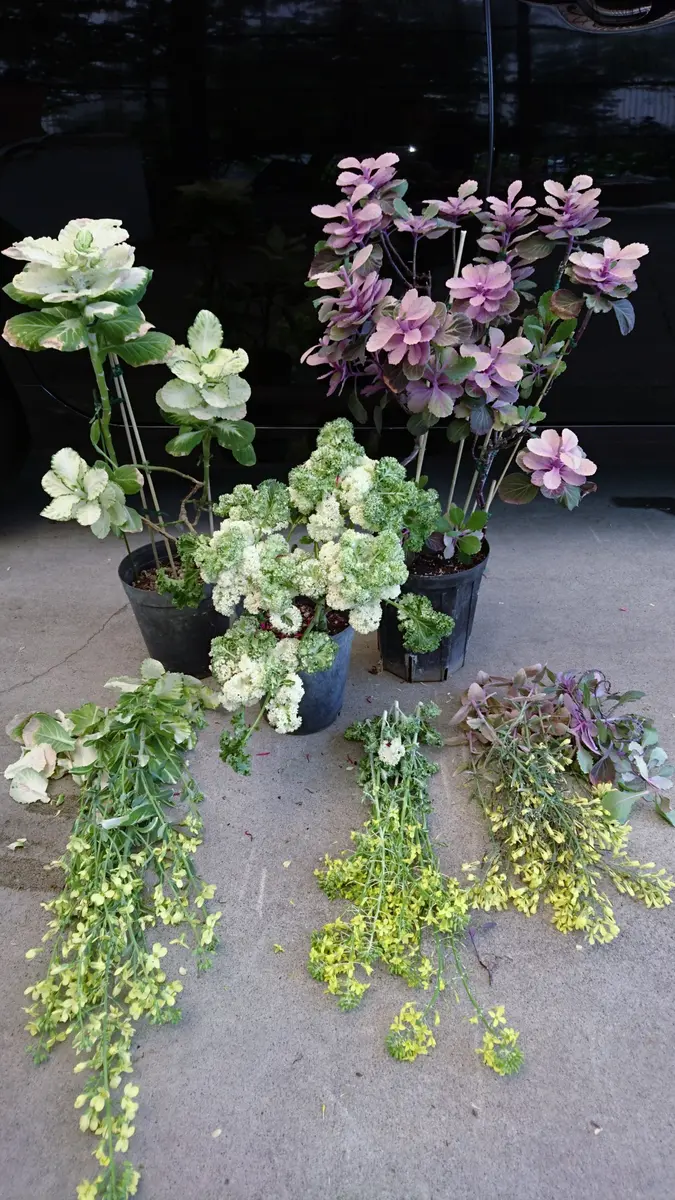 踊りハボタン（2年目）の挑戦｜そだレポ（栽培レポート）byPOPO