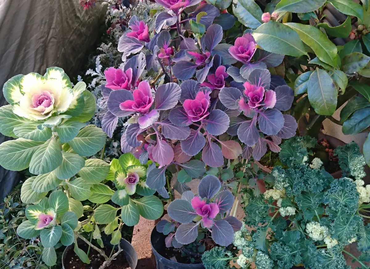 踊りハボタン 踊りハボタン（2年目）の挑戦｜そだレポ（栽培レポート）byPOPO