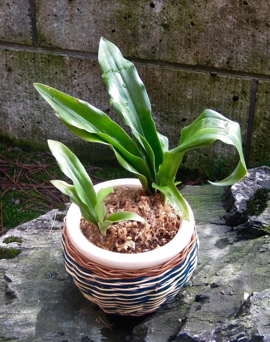 窮屈な地植えオモトを鉢に救済｜そだレポ（栽培レポート）byブランカ