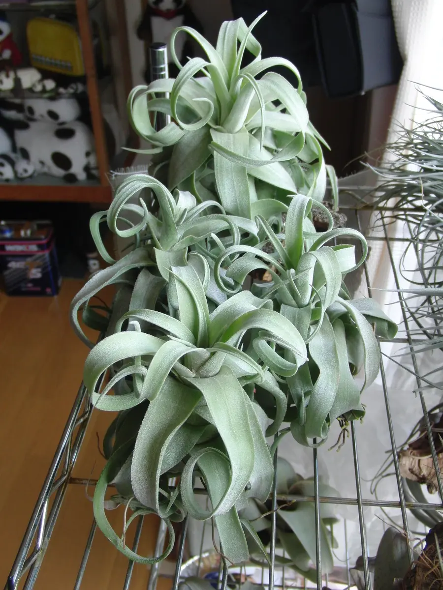 ストレプトフィラ｜そだレポ（栽培レポート）by竹内｜みんなの趣味の園芸