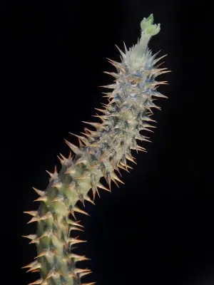 パキポディウム シバの女王の玉櫛｜そだレポ（栽培レポート）by