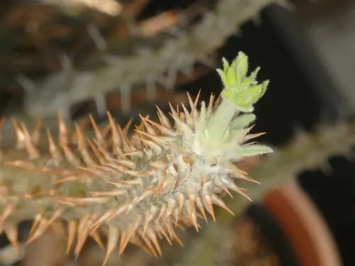 シバの女王の玉櫛、今年も、開花しました。 isla del pescado - Pachypodium densiflorum-シバ女王の玉櫛