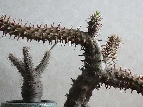 パキポディウム シバの女王の玉櫛｜そだレポ（栽培レポート）by