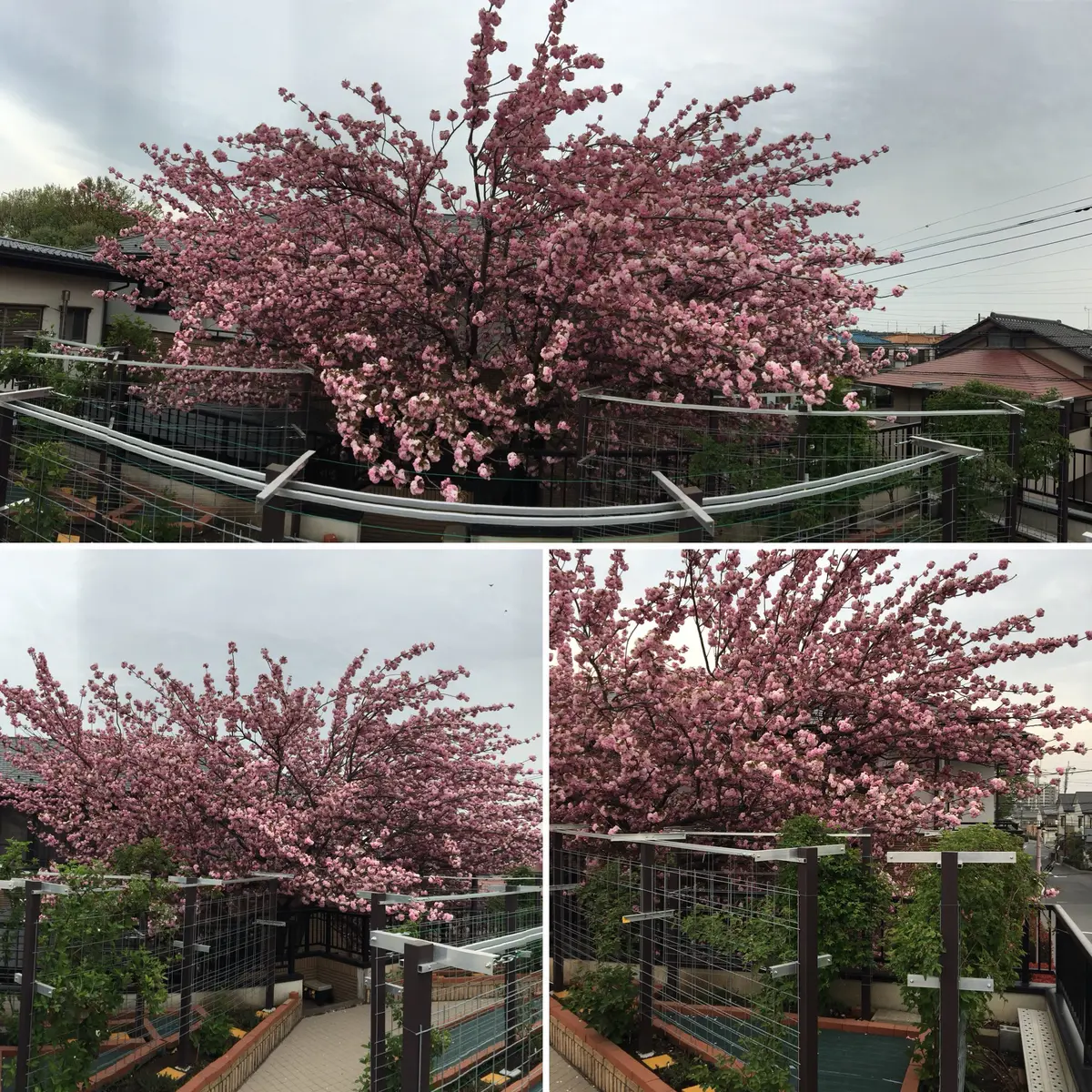 八重桜 ファイル:八重桜RIMG2176.JPG - Wikipedia