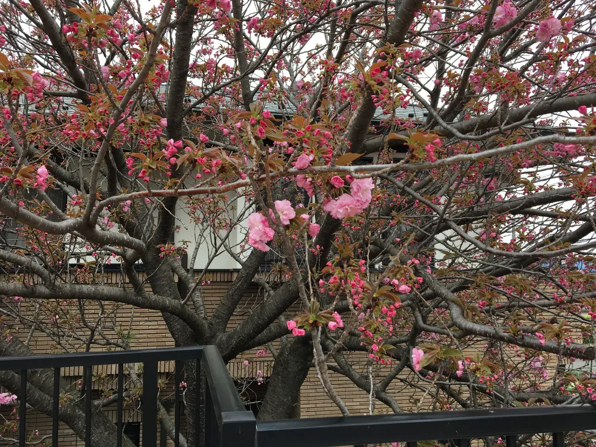 八重桜 楽天市場】八重桜 【松月】 1年生接木苗 【予約販売】12月〜翌年