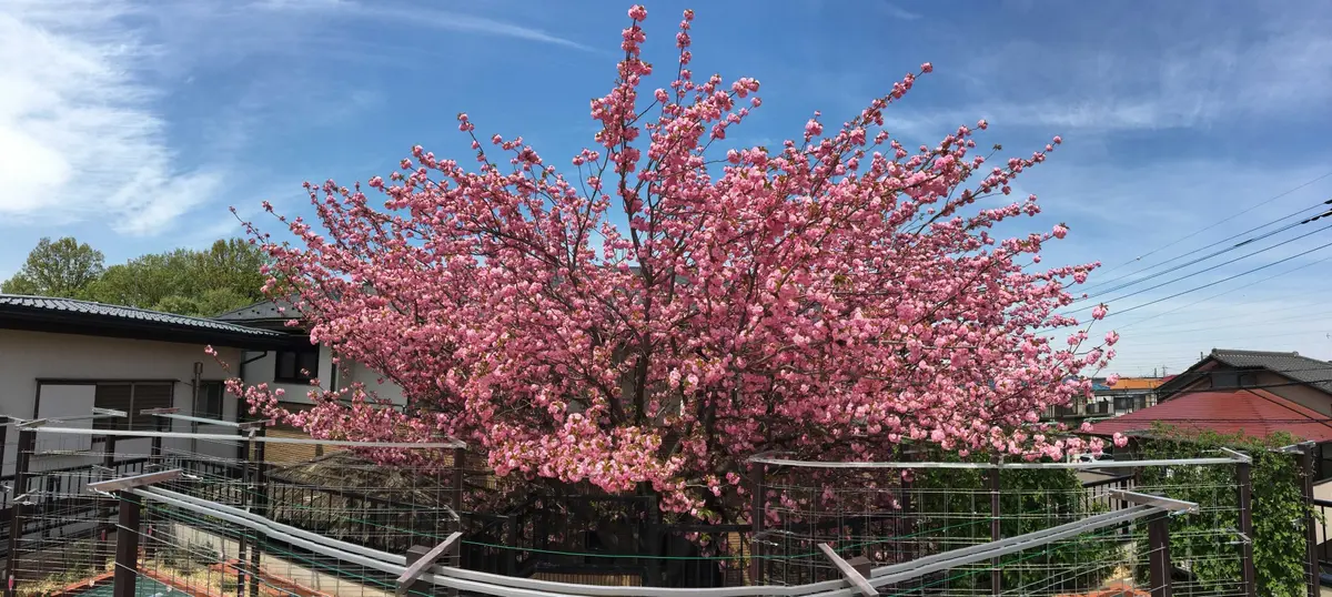 函館の八重桜 - じゃらん旅行記
