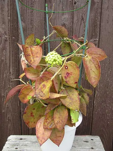 ホヤ・フロリダ.sp｜そだレポ（栽培レポート）byジェナス