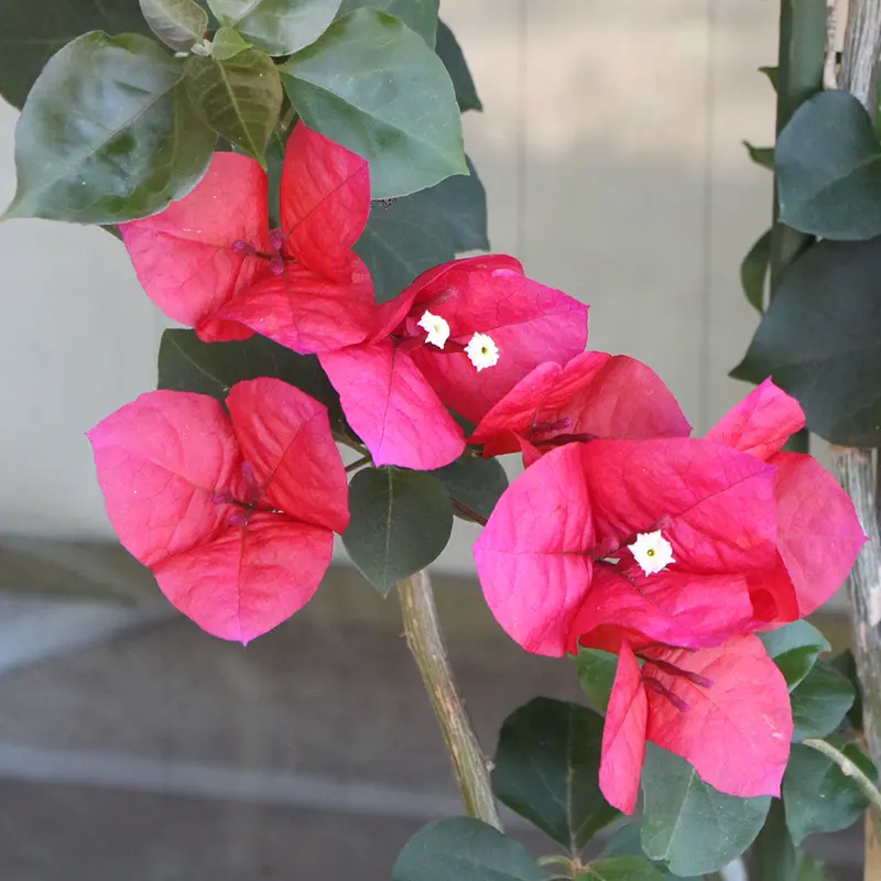 超古木　ブーゲンビリア　ブーゲンビレア　越冬株 超古木 ブーゲンビリア ブーゲンビレア 越冬株 超古木ブーゲンビリア