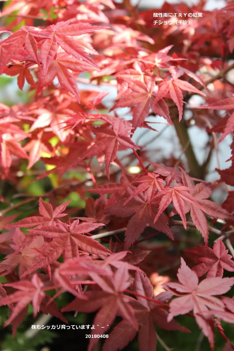 酸性土にTRY 春紅葉の宴：千汐H28~｜そだレポ（栽培レポート）by美利意｜みんなの趣味の園芸