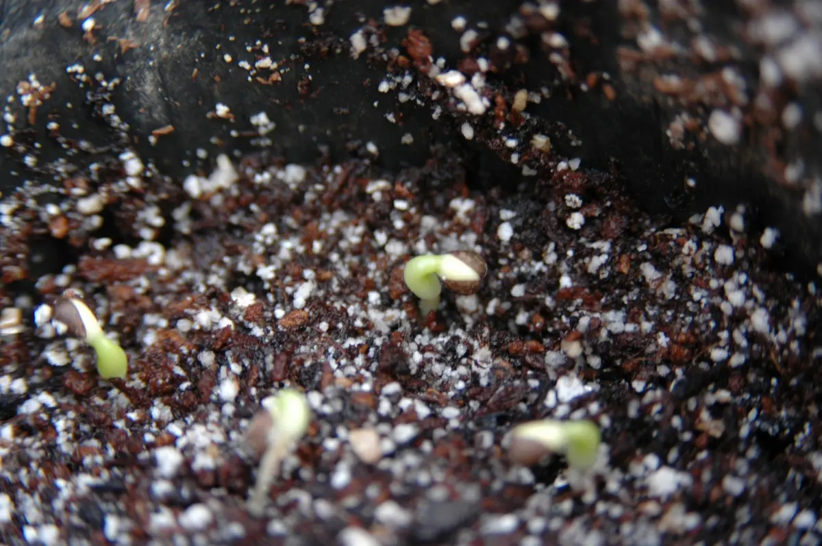 多肉植物 ユーフォルビア スーパーブラックバリダ(実生苗