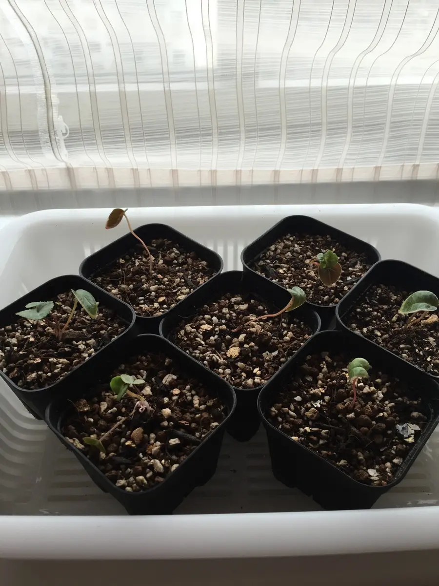 種から育てたシクラメン達｜そだレポ（栽培レポート）byシクピン