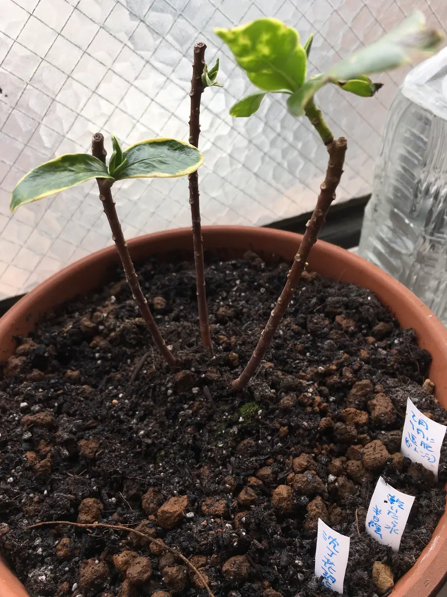 キキ様　確認画面　沈丁花　2芽つき　１苗　膨らんだ蕾付き 沈丁花｜そだレポ（栽培レポート）byののの｜みんなの趣味の園芸