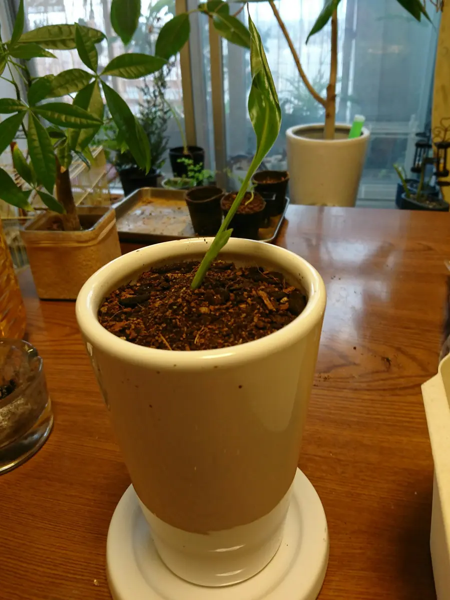 タビビトノキを種から｜そだレポ（栽培レポート）bySASANTA