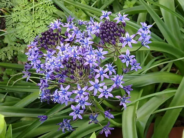 シラーベルビアナの花を見たい。(*^^*)｜そだレポ（栽培レポート