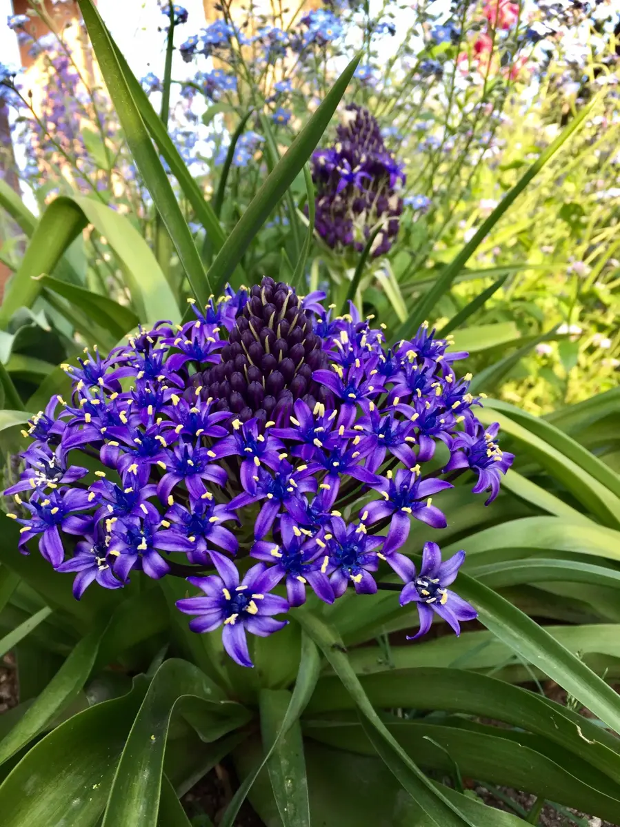 シラーベルビアナの花を見たい。(*^^*)｜そだレポ（栽培レポート