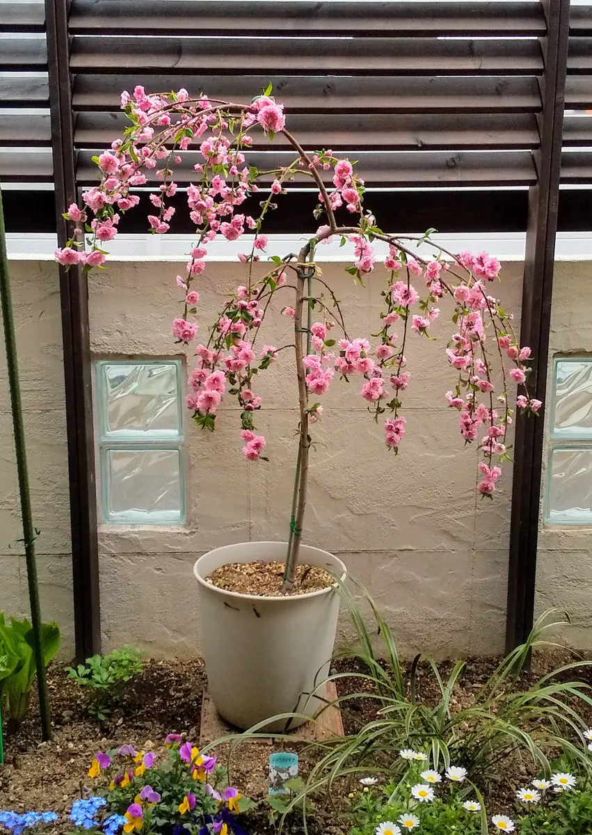 実も食べれるしだれ花桃｜そだレポ（栽培レポート）byよしの｜みんなの