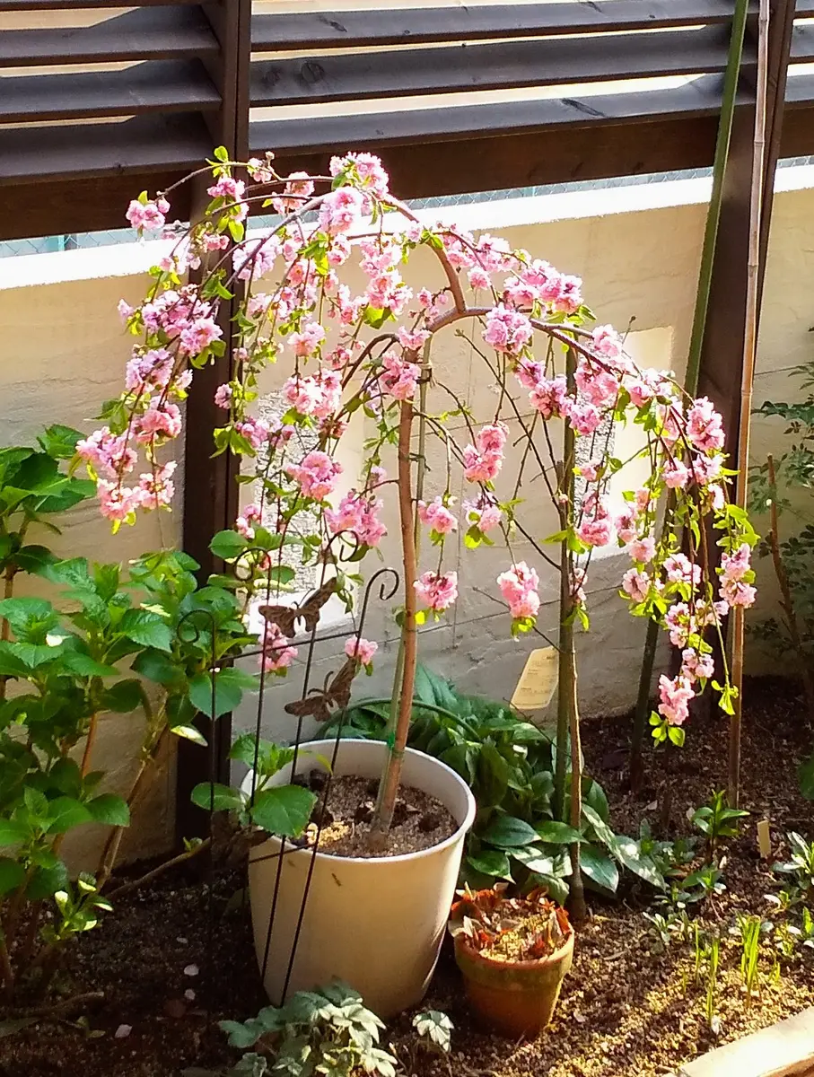 andinia pilosella 枝垂れ系ランシダ植物セット andinia pilosella