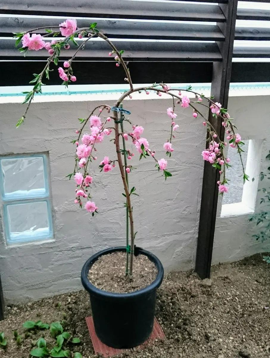 実も食べれるしだれ花桃｜そだレポ（栽培レポート）byよしの｜みんなの