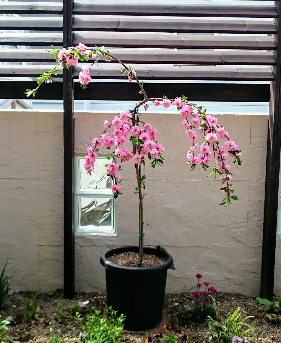 実も食べれるしだれ花桃｜そだレポ（栽培レポート）byよしの｜みんなの