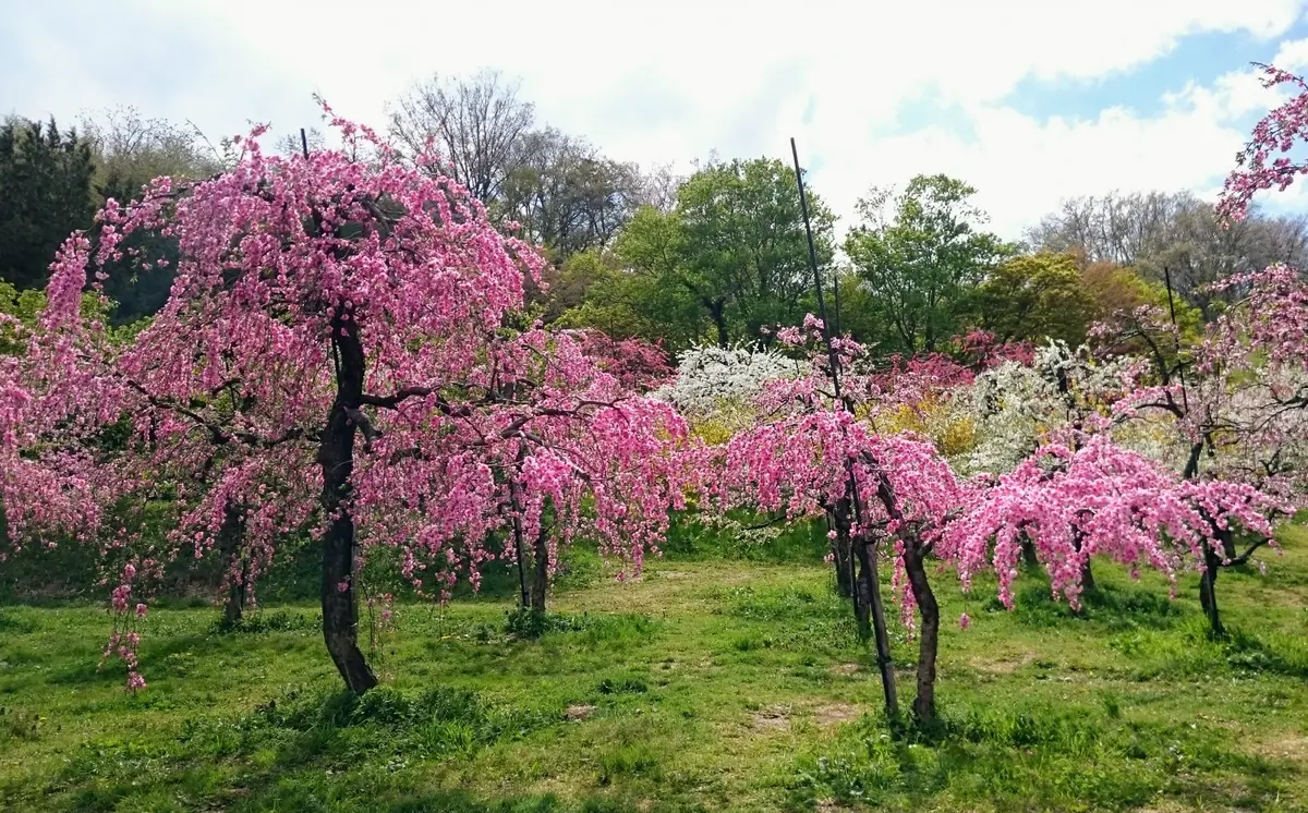 アーモンド ーーシンボルツリー 桜 桃 花木ーー