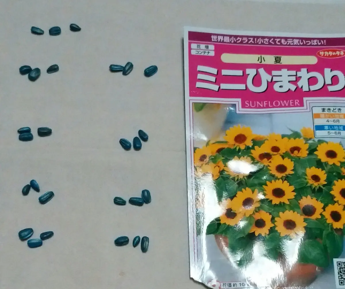 ベランダで向日葵を～｜そだレポ（栽培レポート）byぴー子｜みんなの 