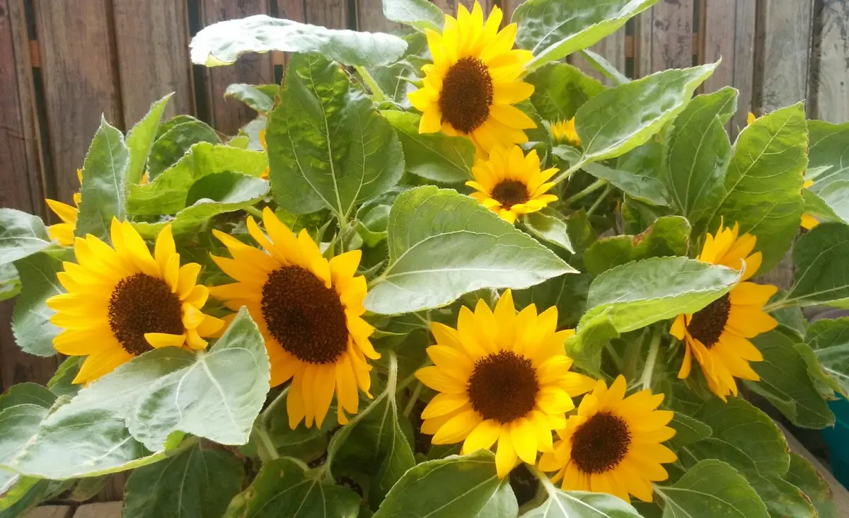 ベランダで向日葵を～｜そだレポ（栽培レポート）byぴー子｜みんなの
