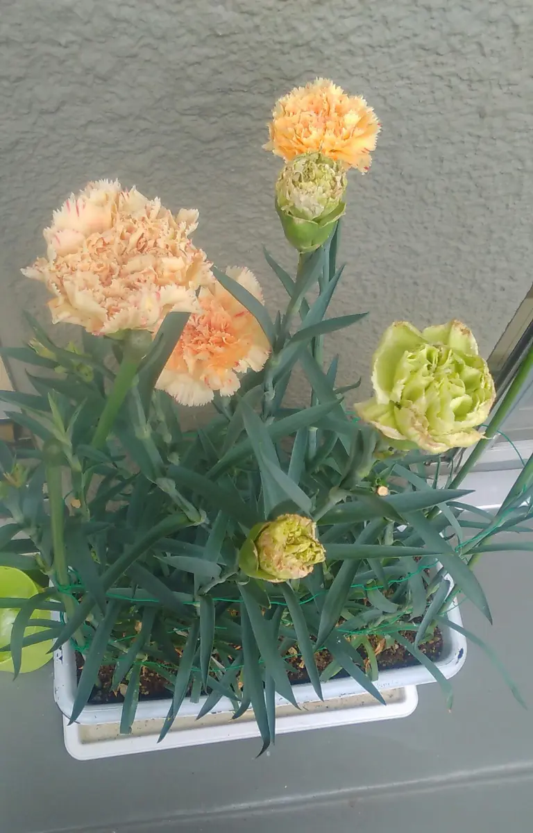切り花用大輪カーネーション2種類｜そだレポ（栽培レポート）byヤッ