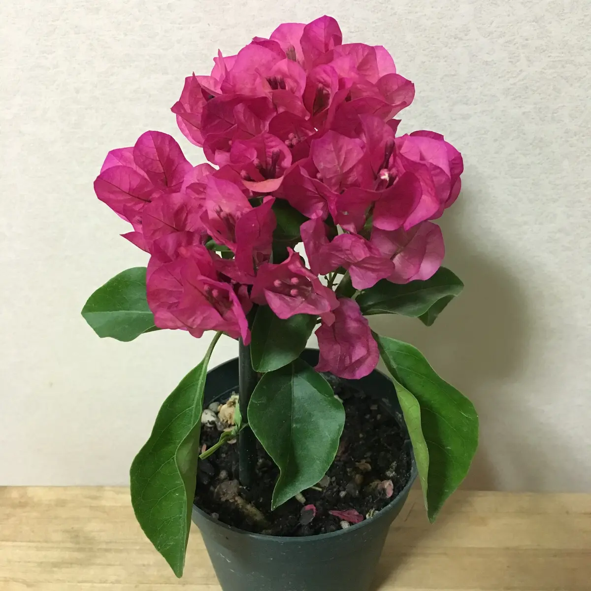 ブーゲンビリア苗木 NO373　接ぎ木　2色‼️ ブーゲンビリア苗木 NO373 接ぎ木 2色‼️ ブーゲンビレア／ぶーげん