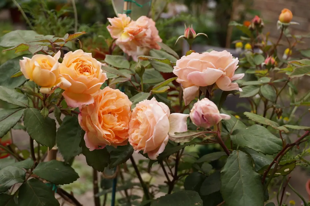 初めての薔薇はレディ・エマ・ハミルトン｜そだレポ（栽培