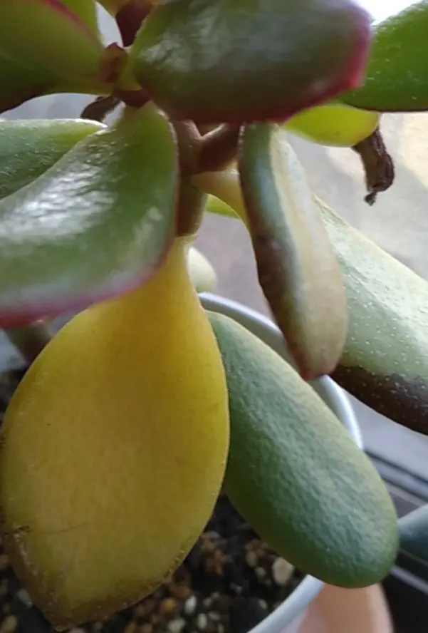 カネノナルキ挿し木#1｜そだレポ（栽培レポート）byTripleMellow