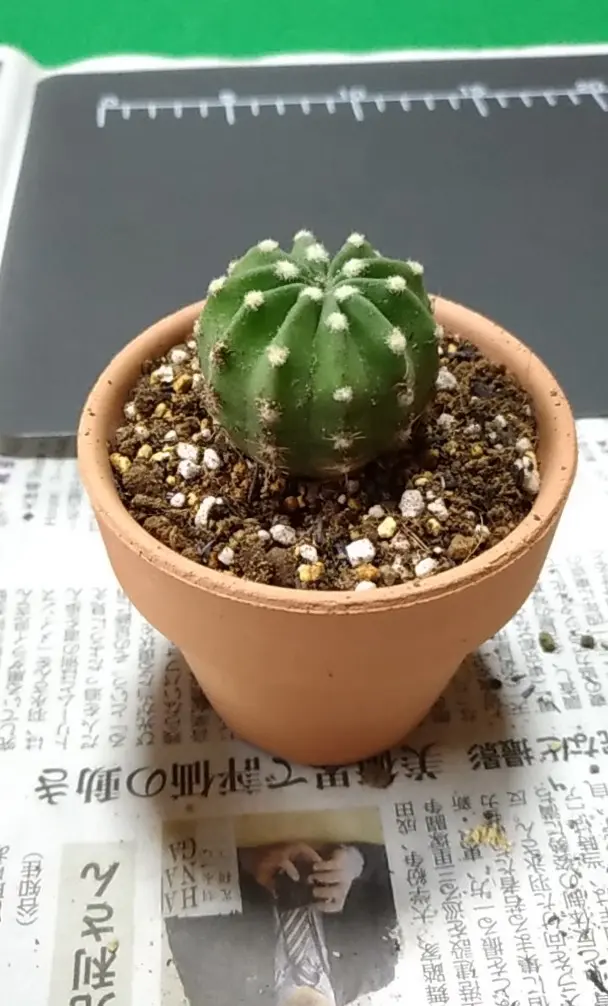 特大　超強棘　サボテン sp. 鉢のまま発送　札落ち特価　木質化　長期管理 特大 超強棘 サボテン sp. 鉢のまま発送 札落ち特価 木質化 長期管理