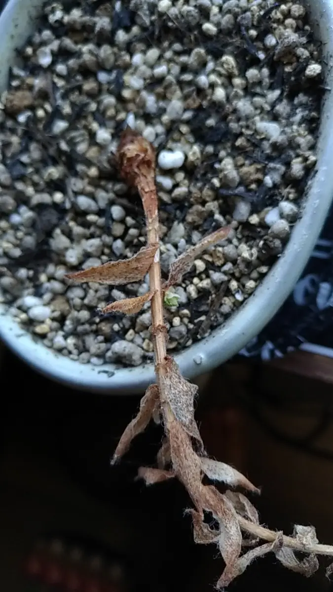 レポ終了】センペルビウム(レグニ)挿し木｜そだレポ（栽培レポート