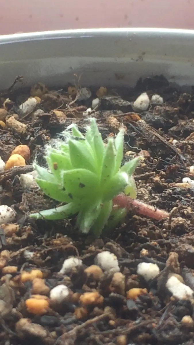 レポ終了】センペルビウム(レグニ)挿し木｜そだレポ（栽培レポート