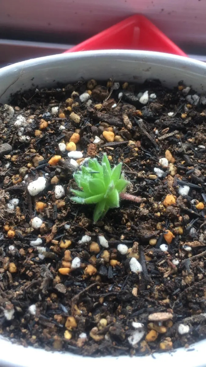 レポ終了】センペルビウム(レグニ)挿し木｜そだレポ（栽培レポート