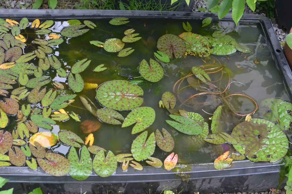 オニバス栽培2017-18｜そだレポ（栽培レポート）by赤いハナミズキ