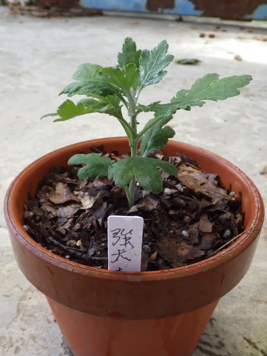 3本立盆養菊作り｜そだレポ（栽培レポート）byベリーベリー｜みんなの