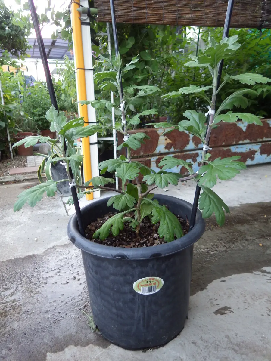 3本立盆養菊作り｜そだレポ（栽培レポート）byベリーベリー｜みんなの