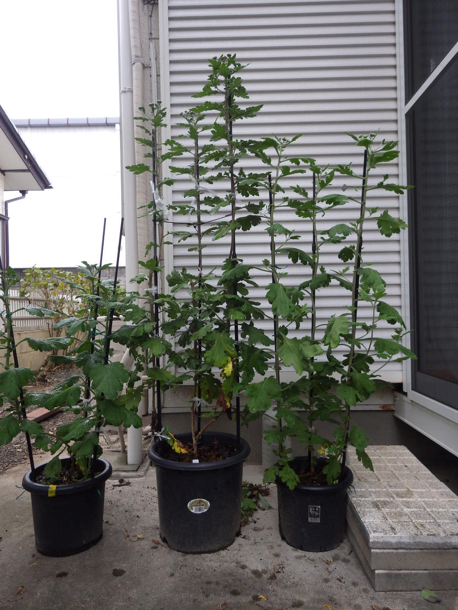 3本立盆養菊作り｜大ギク（大菊）のそだレポ（栽培レポート）byベリー