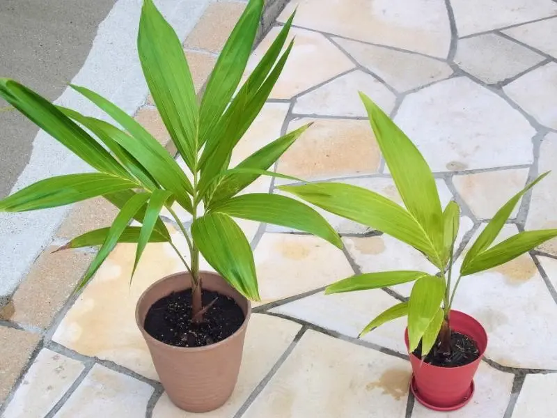ヤシの木みたいなの観葉植物 若い芽付き テーブルヤシ 観葉植物 本物 ミニ