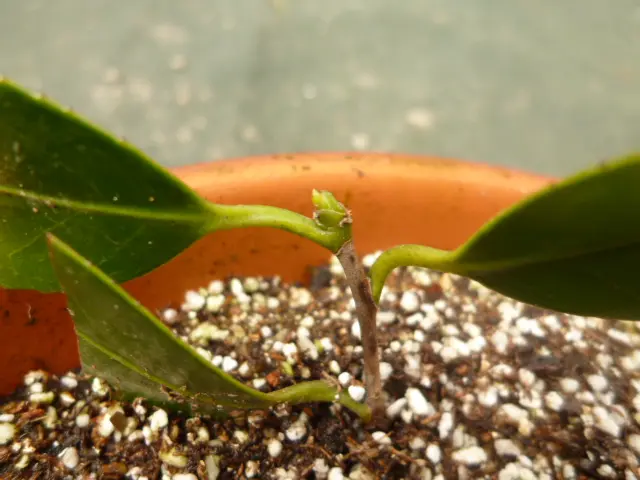 ツバキの挿し木｜そだレポ（栽培レポート）byあきぴょん｜みんなの趣味