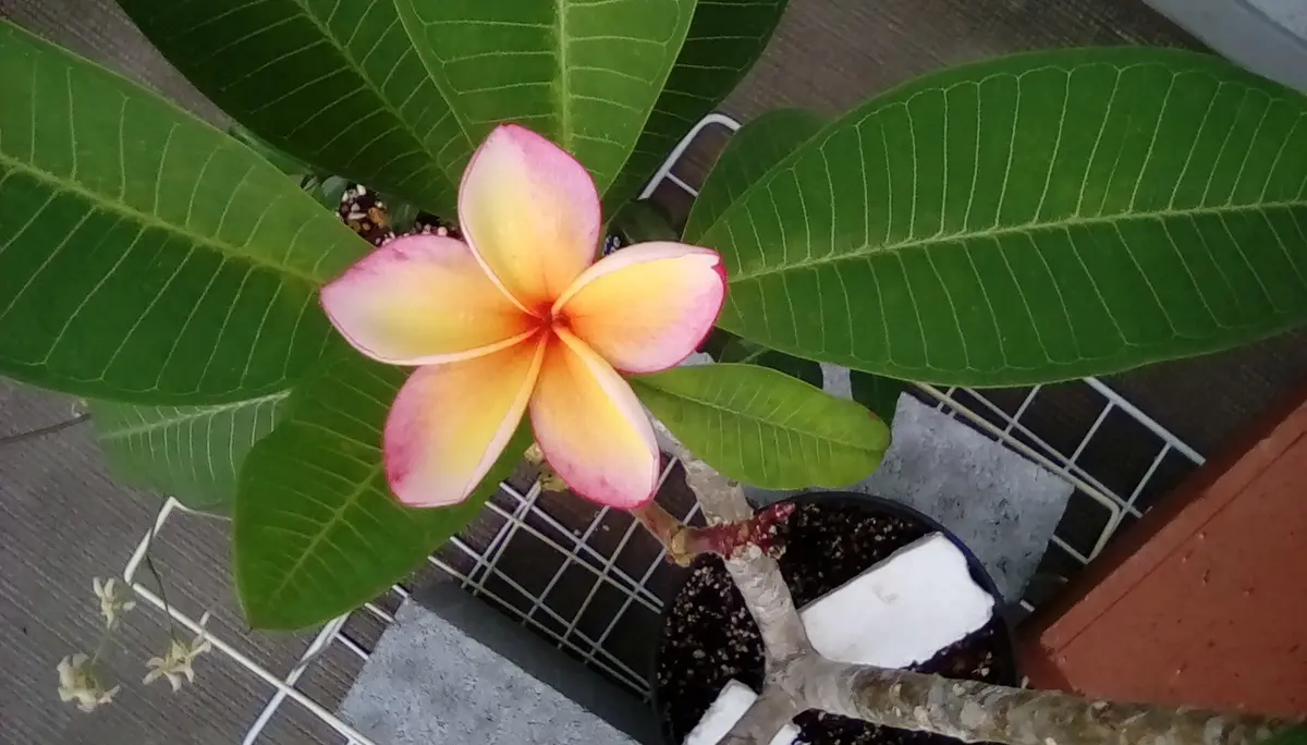 カルフォルニアサンセットJJ産｜そだレポ（栽培レポート）byごまごま