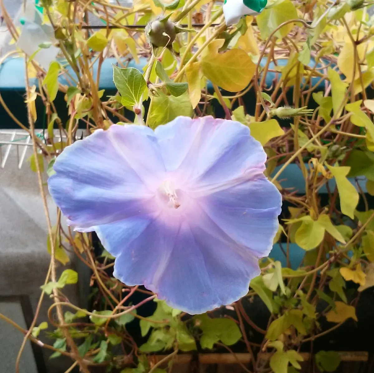 覆輪が美しい朝顔の苗 ✦つぼみ付き開花苗 一苗 紫覆輪朝顔の開花苗✦一苗✦つぼみ付き苗！ - メルカリ