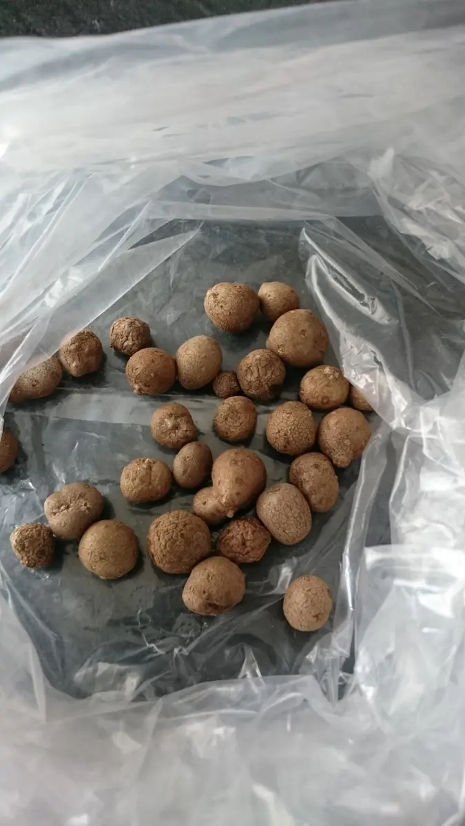 茨城県産 むかご 15kg d842123cf30e4fa9f2531a477f4c5d