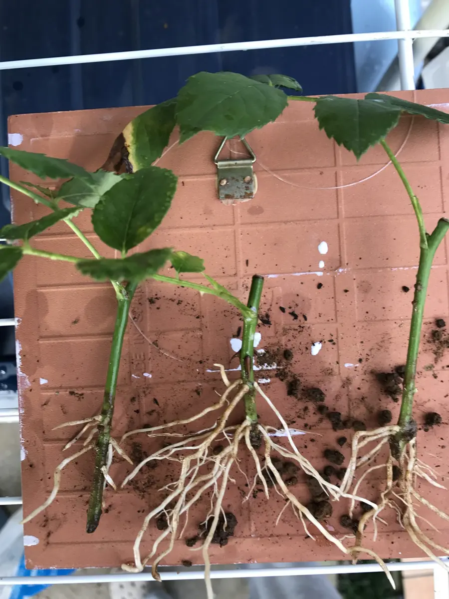 バラを挿し木で増やす｜そだレポ（栽培レポート）by休日ガーデナー