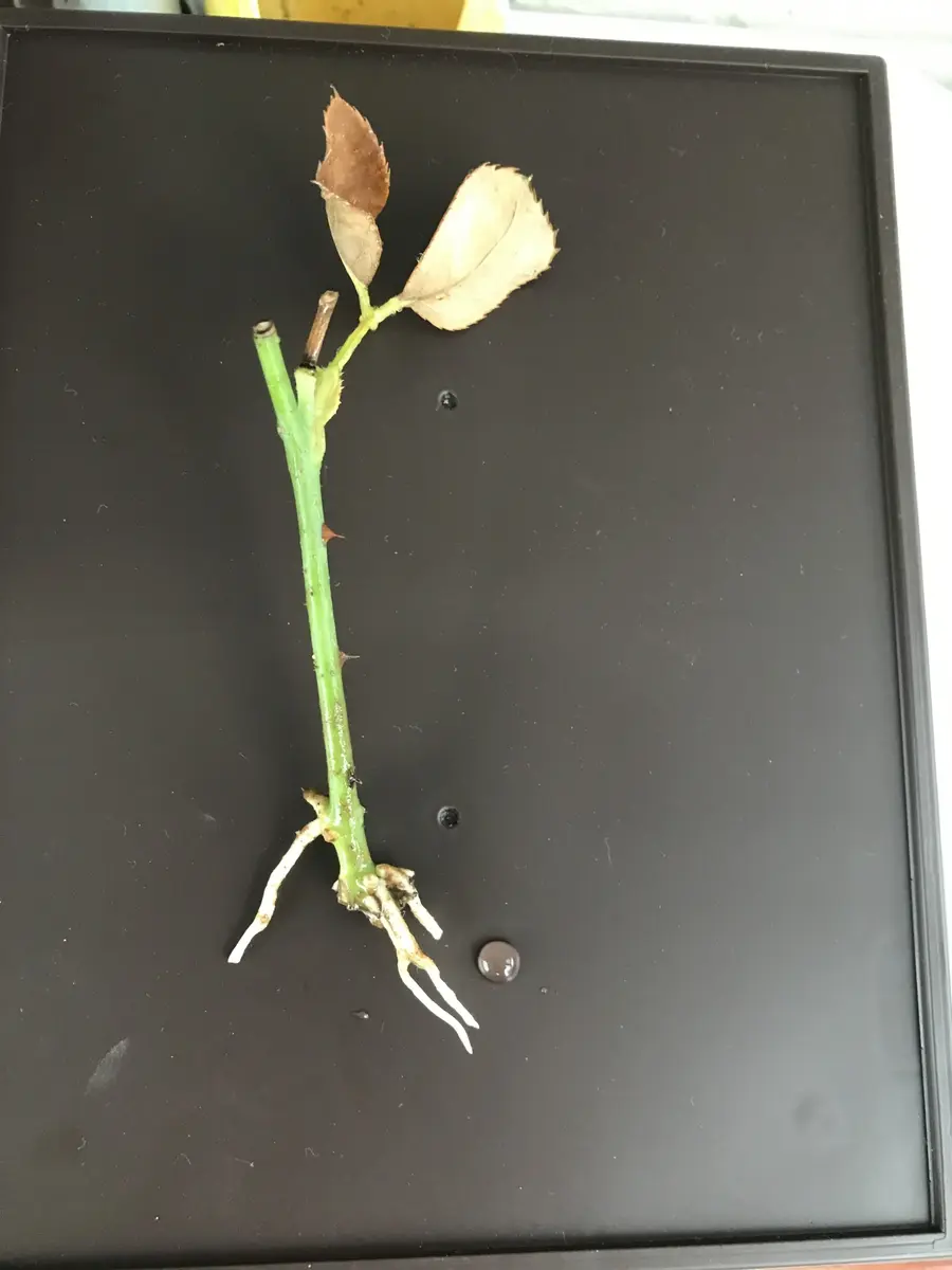 バラを挿し木で増やす｜そだレポ（栽培レポート）by休日ガーデナー