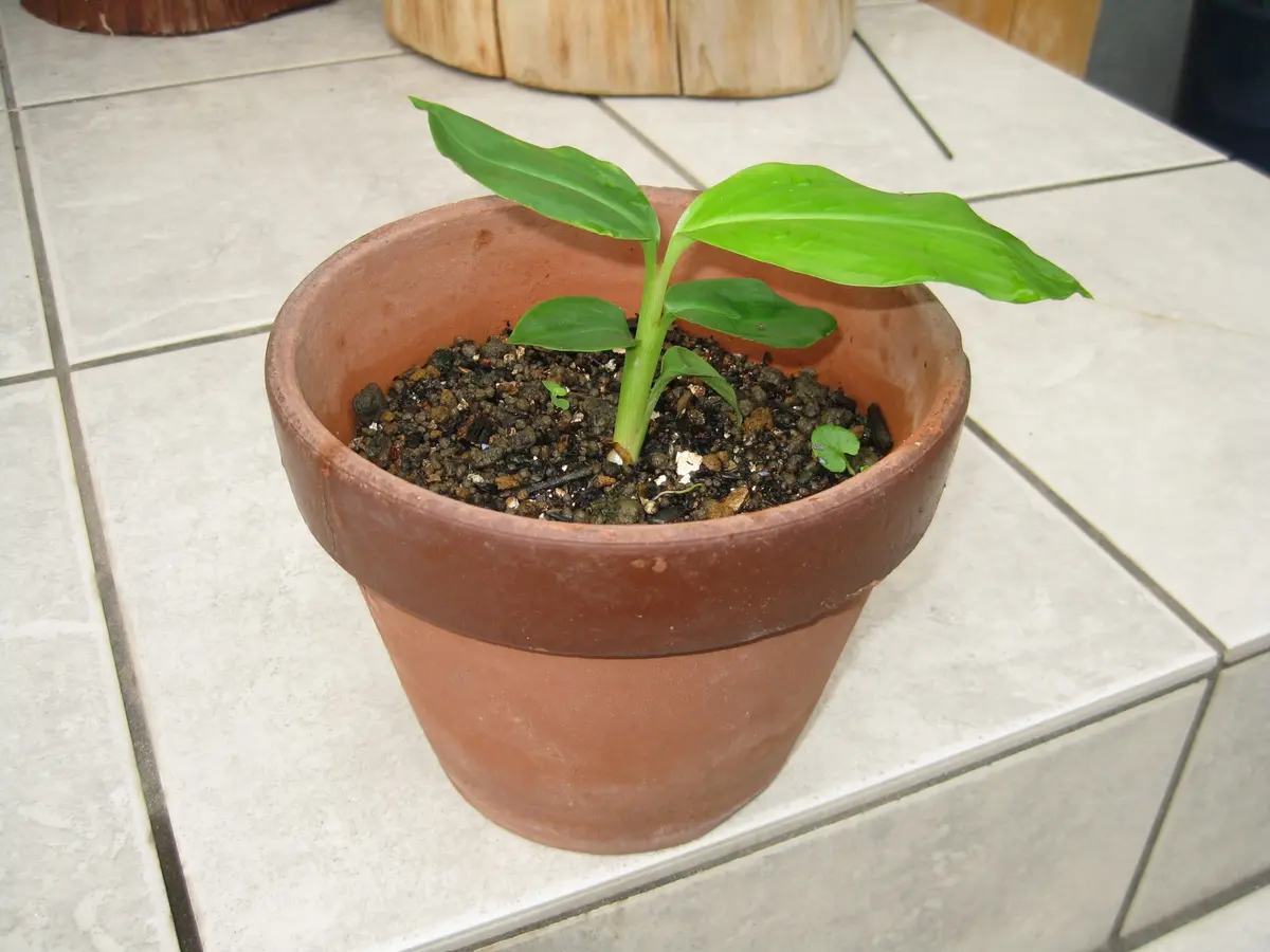 月桃　観葉植物 160センチ程度 Amazon | 月桃6寸鉢苗と月桃の生葉（未洗浄）10枚セット | 植木