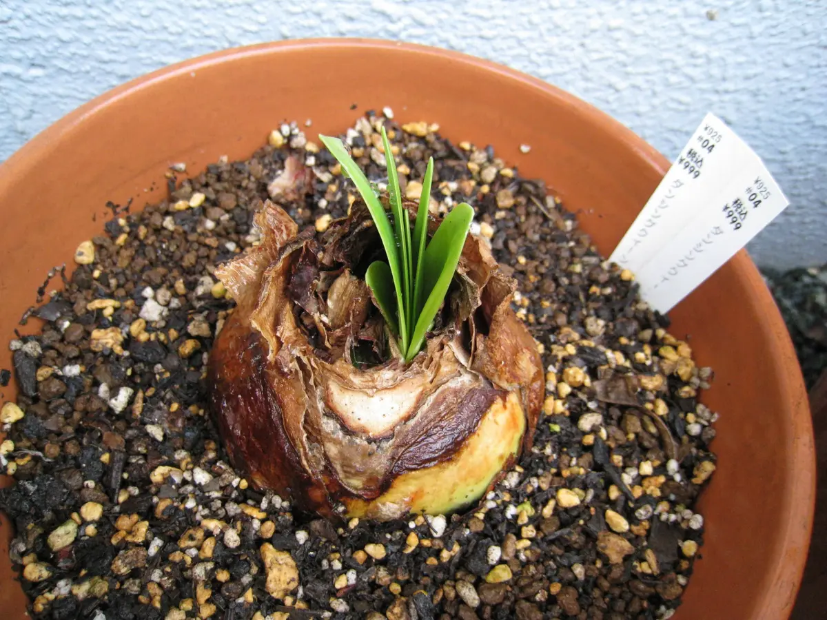 復活してくれ｜そだレポ（栽培レポート）byだわもん｜みんなの趣味の園芸